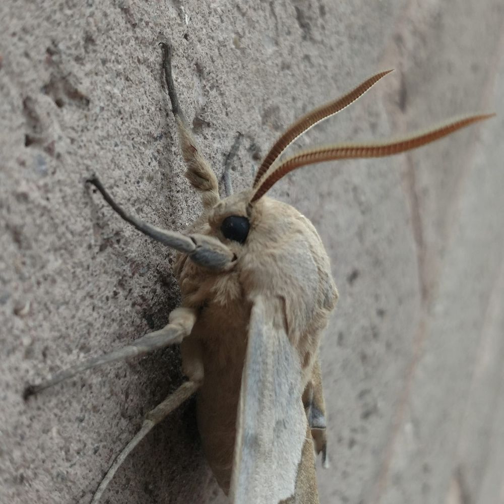 Meet your Posher, Cheyenne